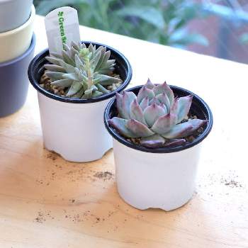 ホワイトグリニーの育て方｜🍀GreenSnap（グリーンスナップ）